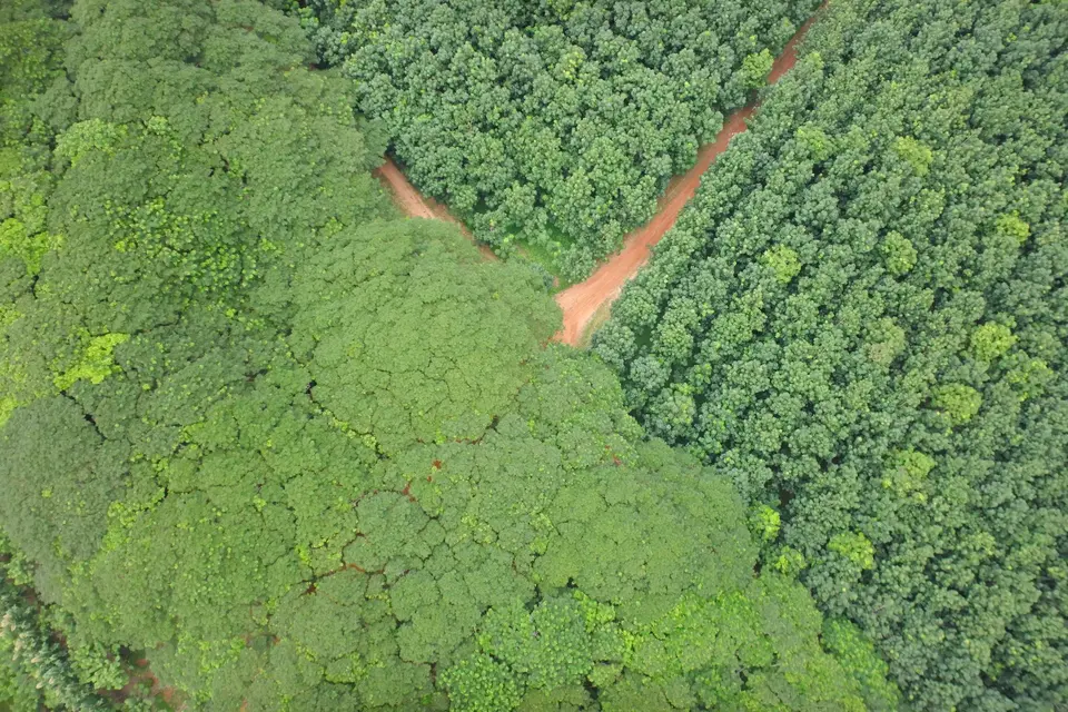 Digitalización forestal y captura de datos de recursos naturales