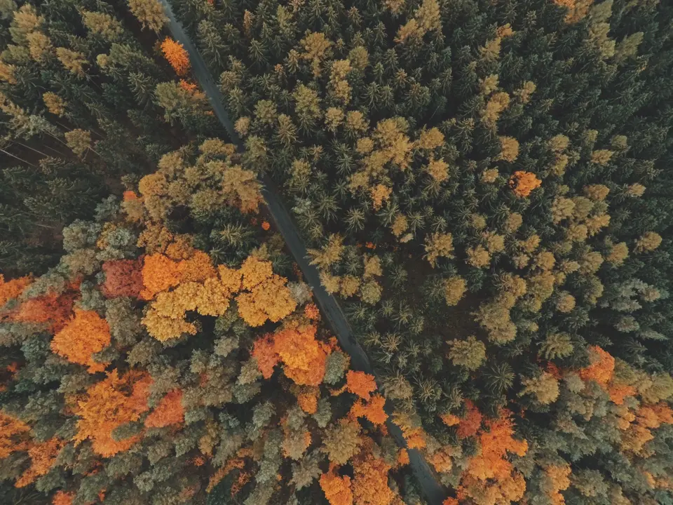 Trabajos de planificación forestal sobre el territorio