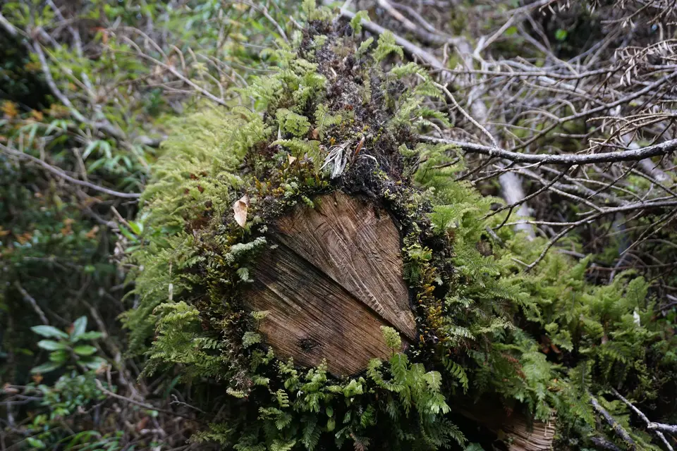 Entorno natural asociado a servicios ecosistémicos